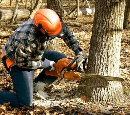 Tree Removal in Holt, MI